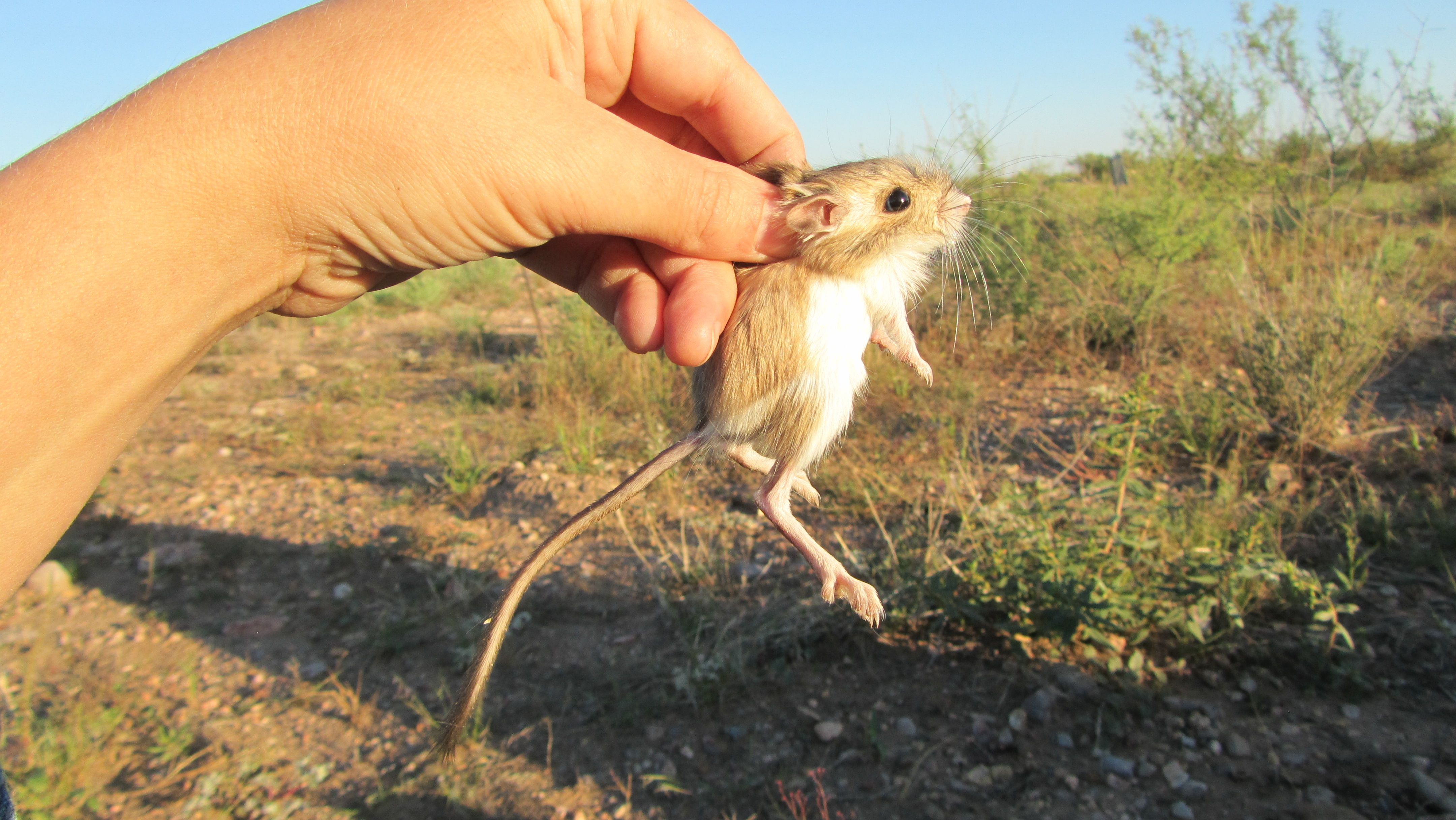 Merriam’s kangaroo rat, Dipodomys merriami