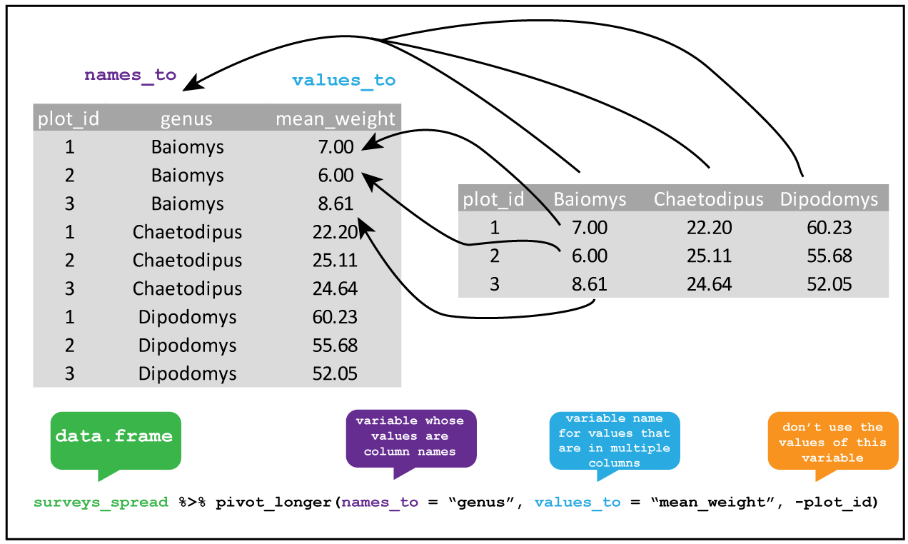 tidyr::pivot_longer The genus of the rodents have been used as column headings for the weights of each animal. By creating new variables genus which takes the column names, and another variable mean_weight which takes the cell values, and but not the plot_id column we pivot from a wide table to a long table.