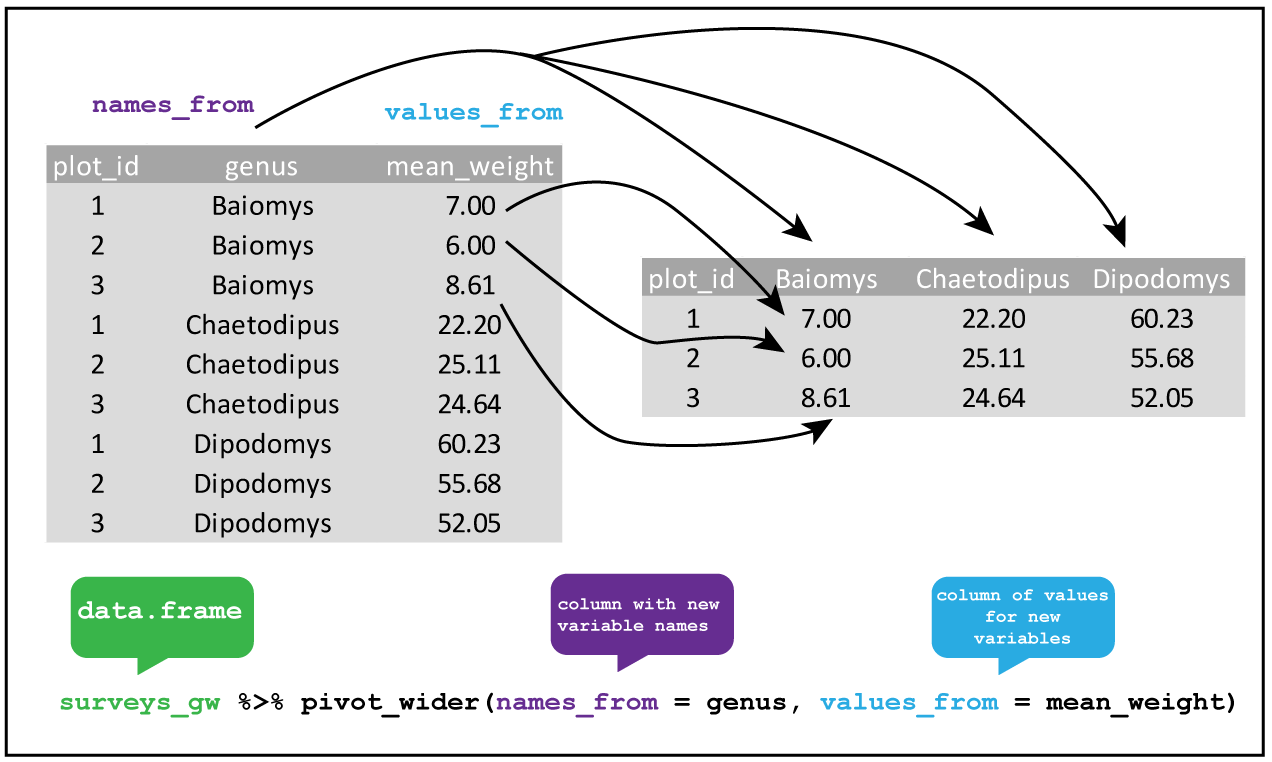 tidyr::pivot_wider From long table surveys_gw the genus column contains the values that become variables using names_from and the mean_weight column contains the values that fill the new columns using values_from in the pivot from long to wide.