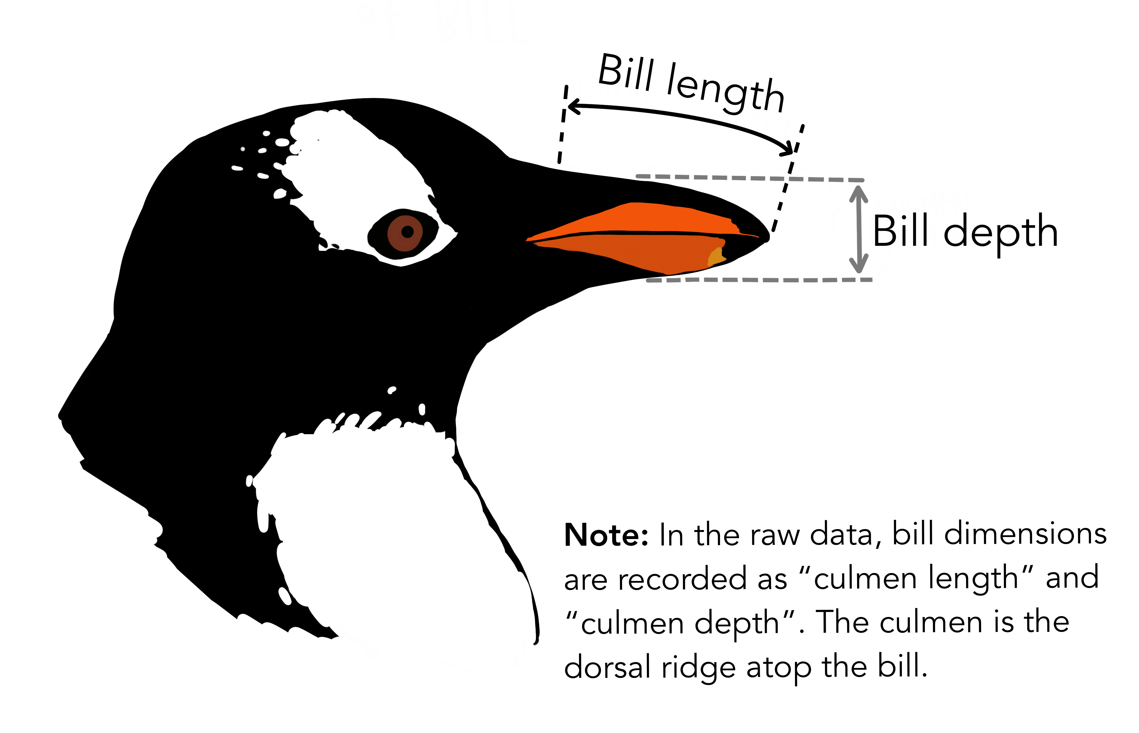 Artwork by @allison_horst of the culman of a Gentoo penguin. The culmen is the upper ridge of a bird's bill. How bill length and bill depth on the culmen are measured are indicated.