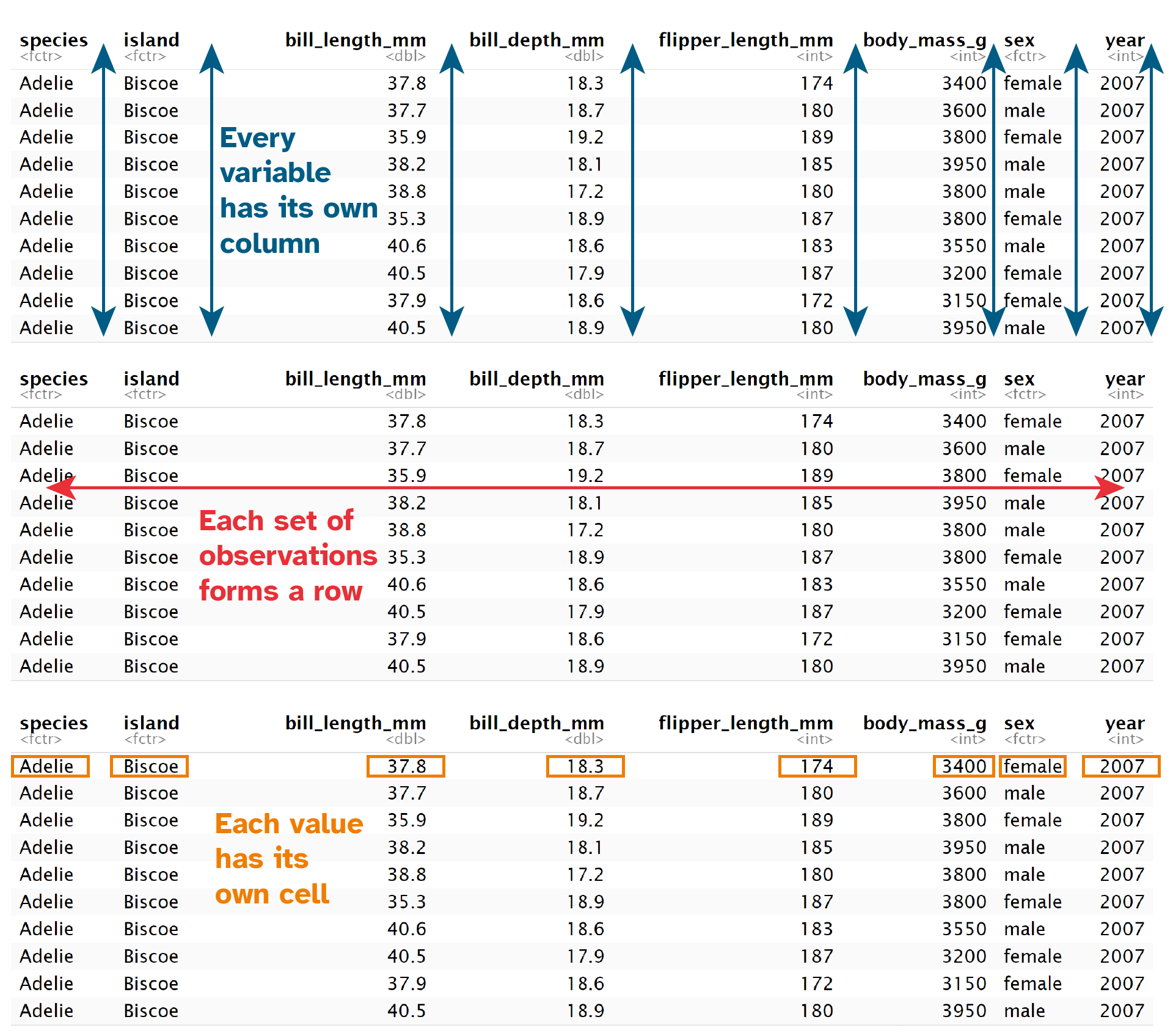 An image of tidy data using the penguin dataset. Every variable has it's own column, every observation has its own row and every value has its own cell.